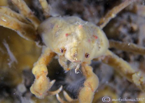 Sponge spider crab - Menai Straits, Wales.
D200 60mm. by Mark Thomas 